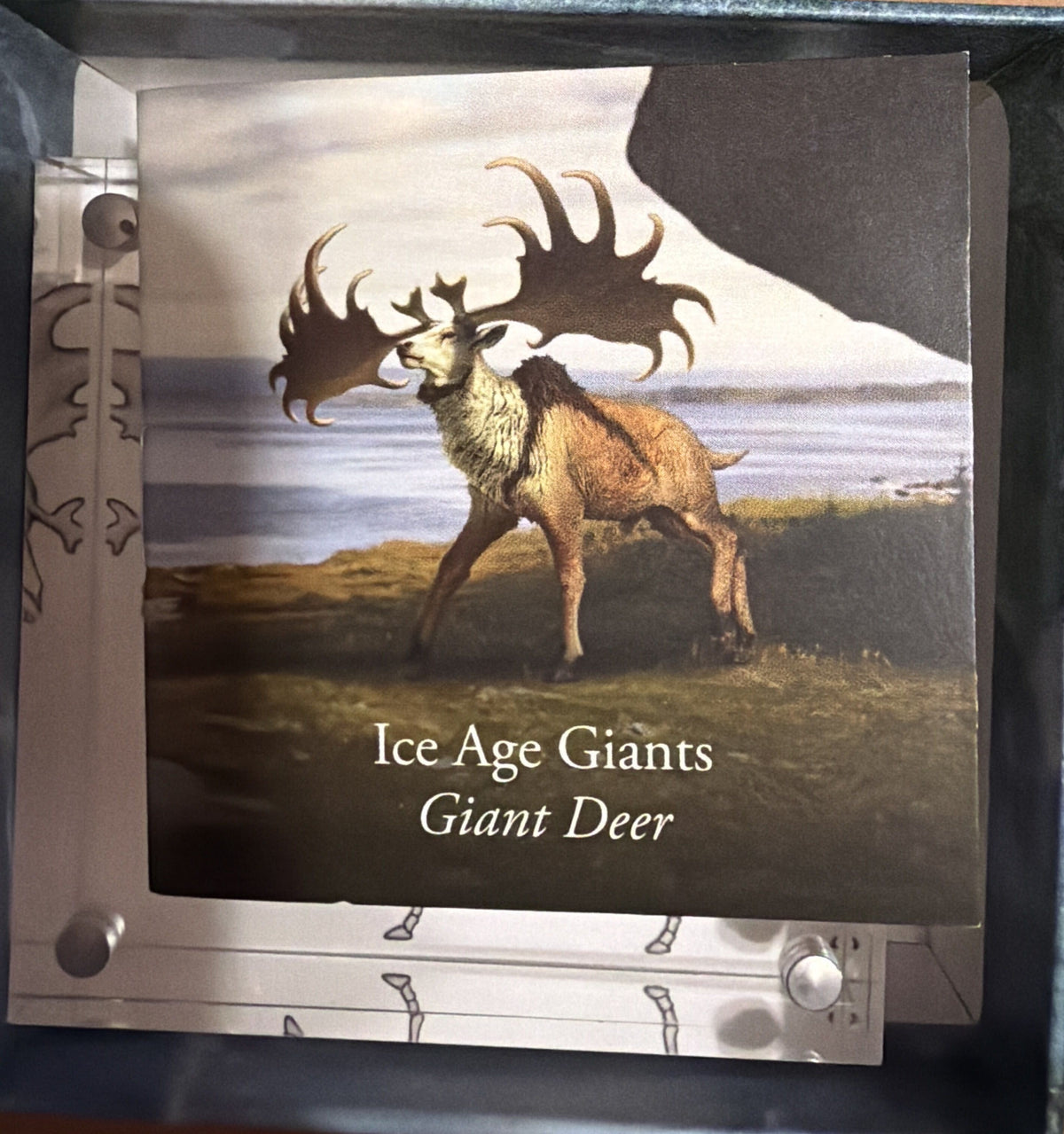 2024 Royal Mint Giant Deer UK 50p Silver Proof Colour Coin